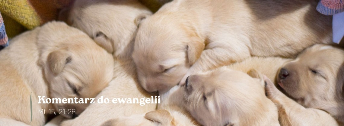 Komentarz do Ewangelii - 5 sierpnia 2026