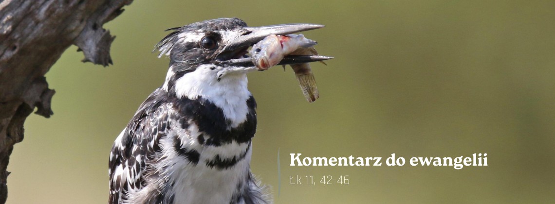 Komentarz do Ewangelii - 14 października 2026